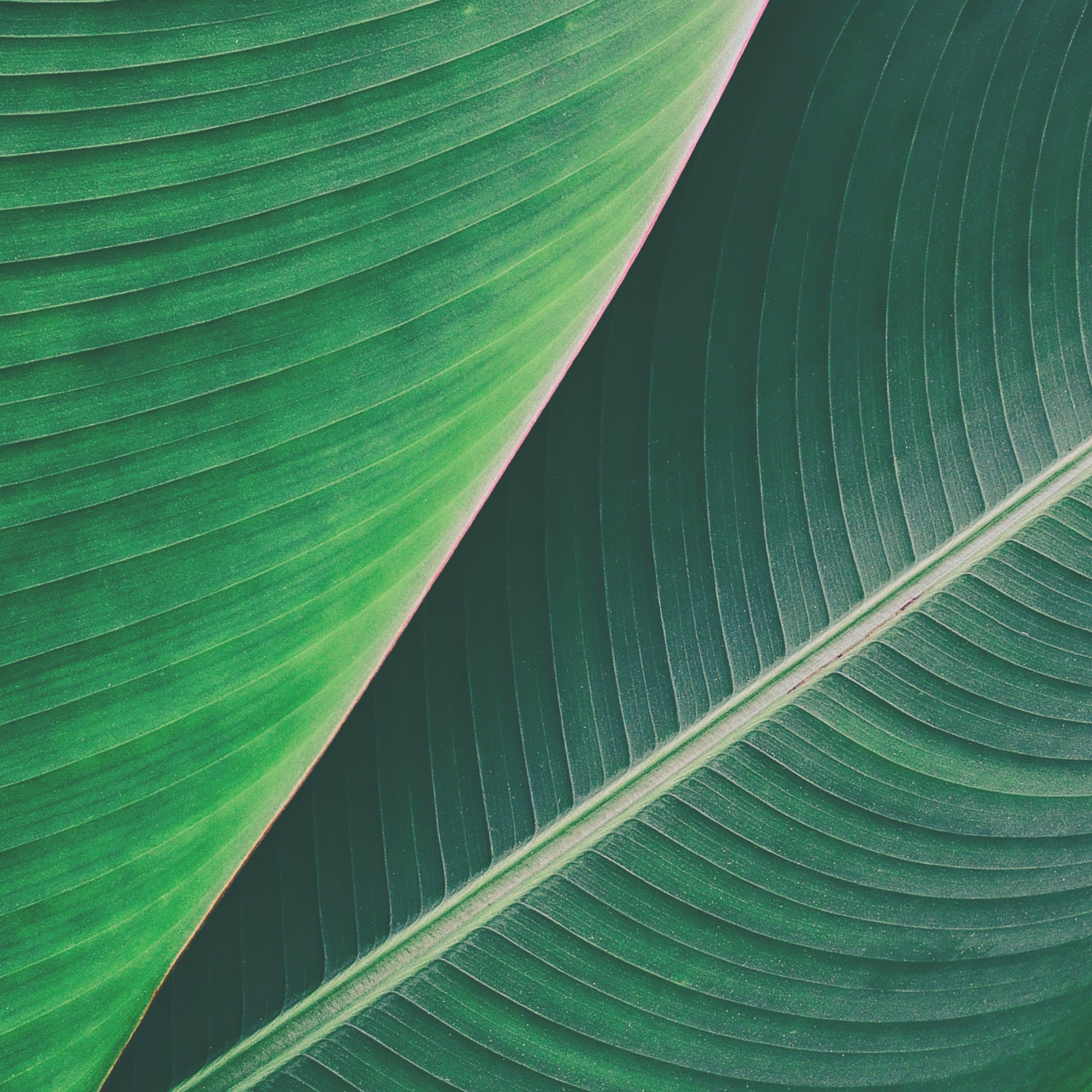 Isolated green leaf on white background, representing &Better's commitment to understanding and using green, natural, and organic ingredients in personal care products
