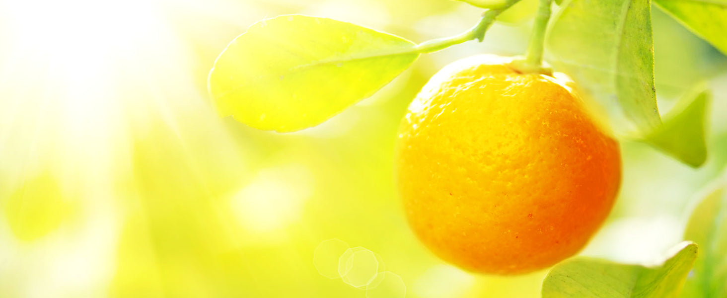 Image of ripe oranges or tangerines hanging on a tree in a sunny orchard, symbolizing the Sweet Tangerine scent by &Better. The vibrant citrus fruits evoke the zesty aroma and subtle woody notes of the scent, offering a refreshing Mediterranean escape during your shower ritual