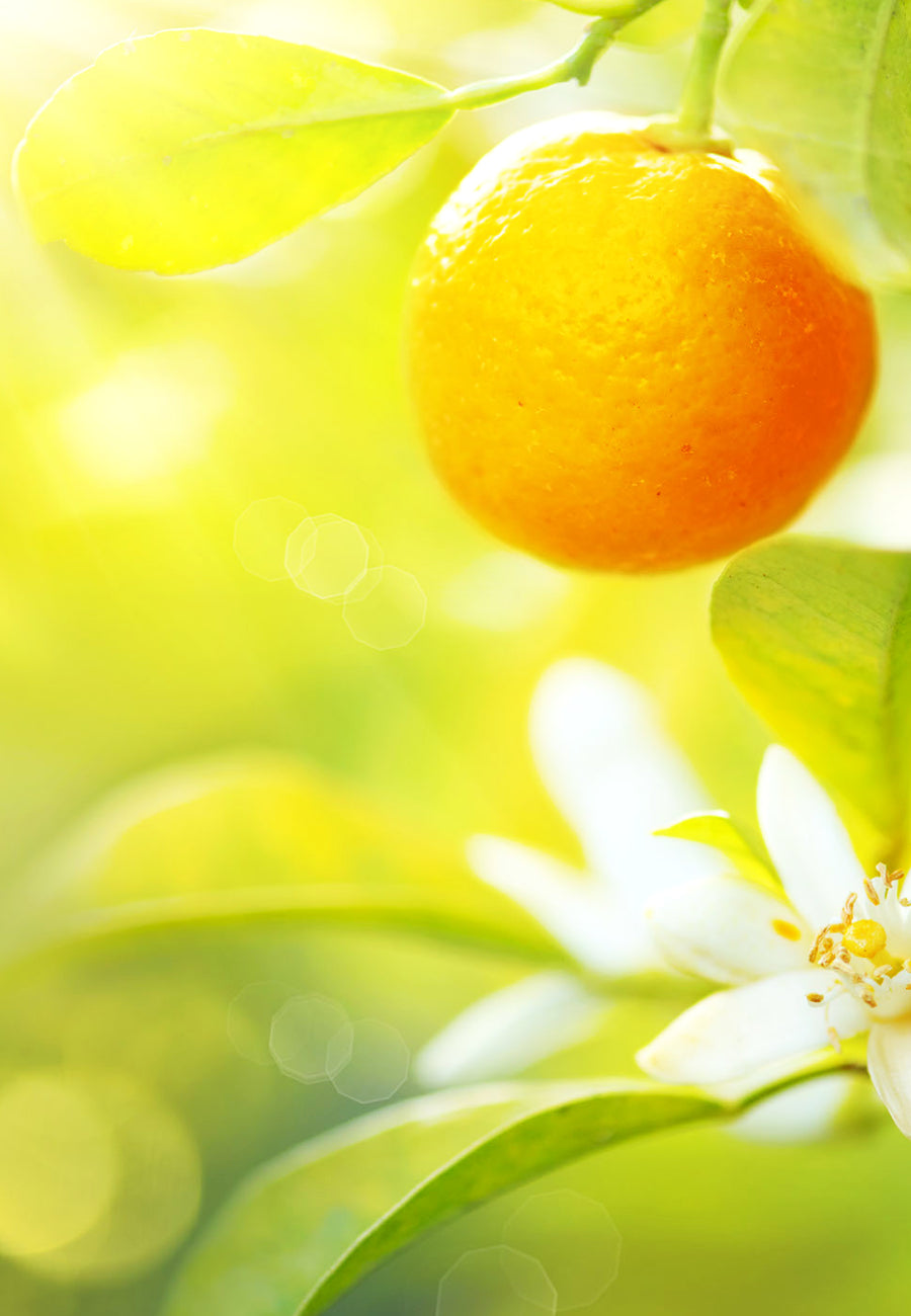 Image of ripe oranges or tangerines hanging on a tree in a sunny orchard, symbolizing the Sweet Tangerine scent by &Better. The vibrant citrus fruits evoke the zesty aroma and subtle woody notes of the scent, offering a refreshing Mediterranean escape during your shower ritual